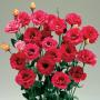 Seminte profesionale EUSTOMA - Lisianthus - imagine 48854